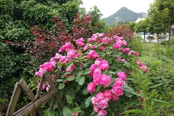 燕兒谷景區(qū)要門(mén)票嗎?門(mén)票多少錢?