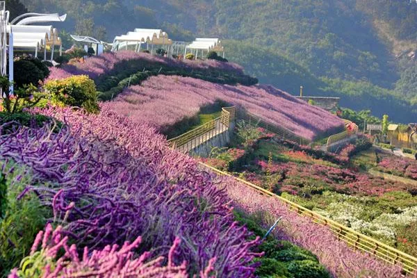 新津花舞人間<a href='http://www.palmettodecks.com/' target=_blank>旅游攻略</a> 附門(mén)票價(jià)格及交通指南